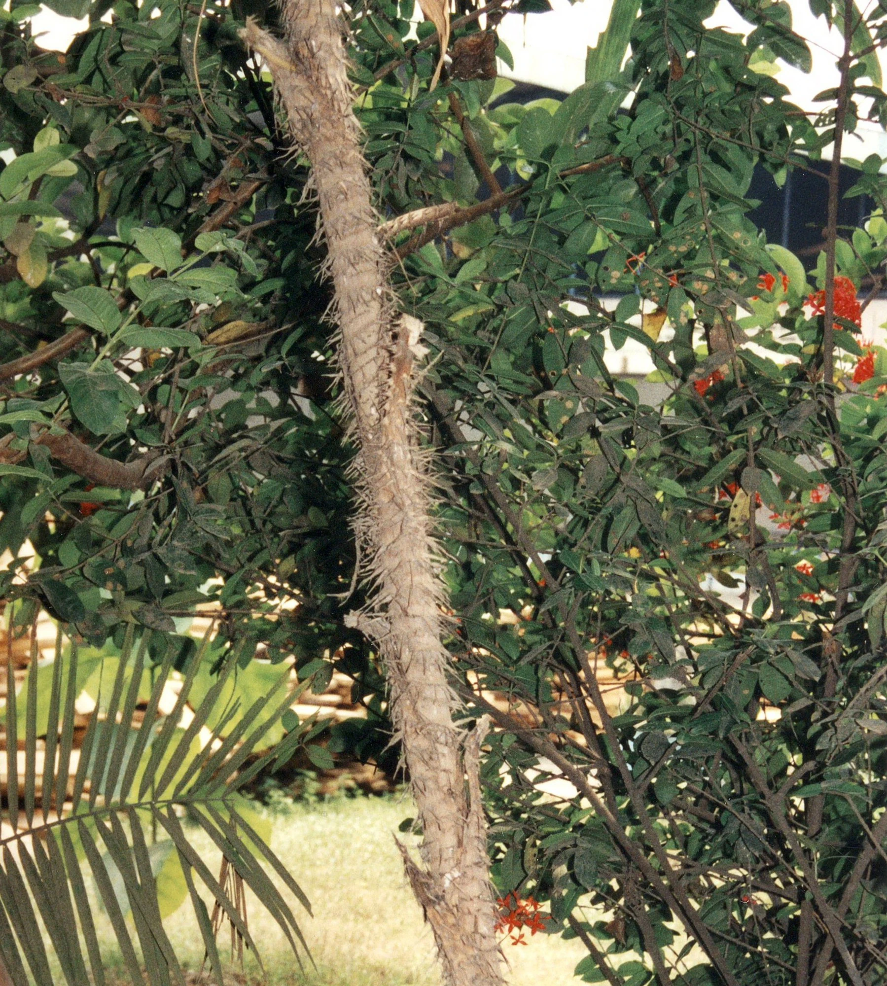 Bild-Peddig-Pflanze-klein-2000.jpg
